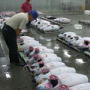 Numazu Fish Market INO