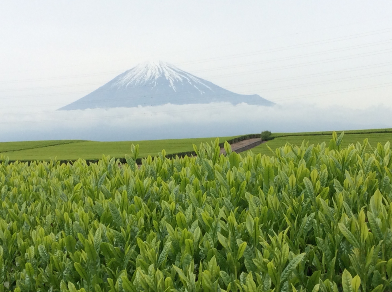 Tea Production in Shizuoka
